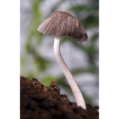 USA, California, San Diego, A Mushroom
